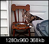 Lost Cat in Old Forge-tiger.jpg