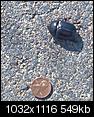 Please identify this huge bug in my backyard-beetle-va.jpg