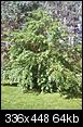 Plant / Tree Identification - can you help?-berry-tree2.jpg