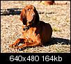 Lost Red Male Bloodhound- Reward-crw_7600_lobstercopy.jpg