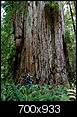Sites to see, scenic drives to see, HELP!-redwood_700.jpg