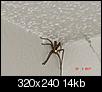 Does anyone know what kind of spider this? I found-dsc03018.jpg