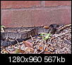 animals - gators snakes lizards-dsc08979-copy.jpg