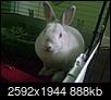 My floppy, loppy bunny-cam00394.jpg