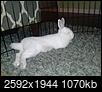 My floppy, loppy bunny-cam00361.jpg