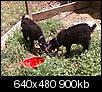 Fun with goats-goats.bmp