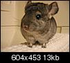 Which pets do you think are cuter: Rabbits, hamsters, or chinchillas??-1263998533819.jpg