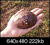 Found boxie........about to release-turt.jpg
