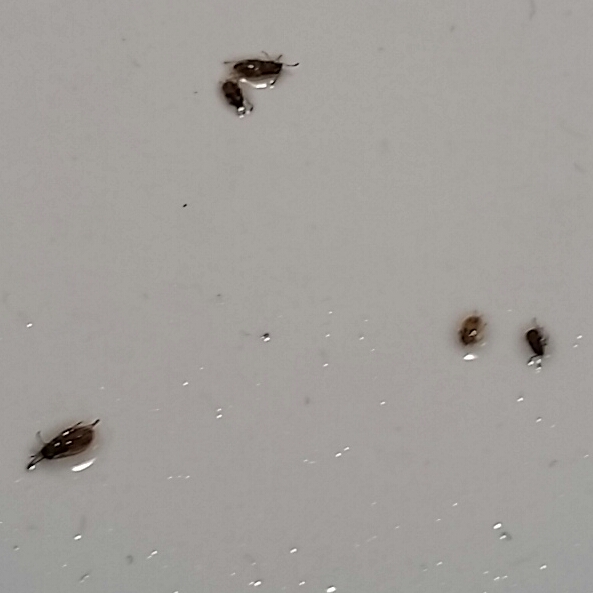 Termites In Toilet Black 110