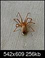 Recluse spiders in Peoria???-2015-04-03-2022.43.06.jpg