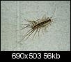 How bad are the insects in Phoenix?-house_centipede.jpg