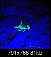 Tips and Techniques for Black Light Hunting of Scorpions-scorpion.jpg