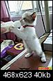 Cute Pictures Only.-funny-pictures-kitty-likes-bottle-h8e.jpg