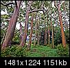 Daily Random Photos - ONE PIX PER DAY-eucalyptus-trees.jpg