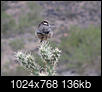 Your State Bird Photos-img_3272cropsizesharp-1024x768.jpg
