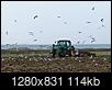 Tractors and Old Farm Equipment-tractor-birds.jpg