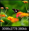 Butterflies-dsc_1712_edited_4.jpg