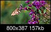 Butterflies-dsc_5118-20150829-800x387-.jpg