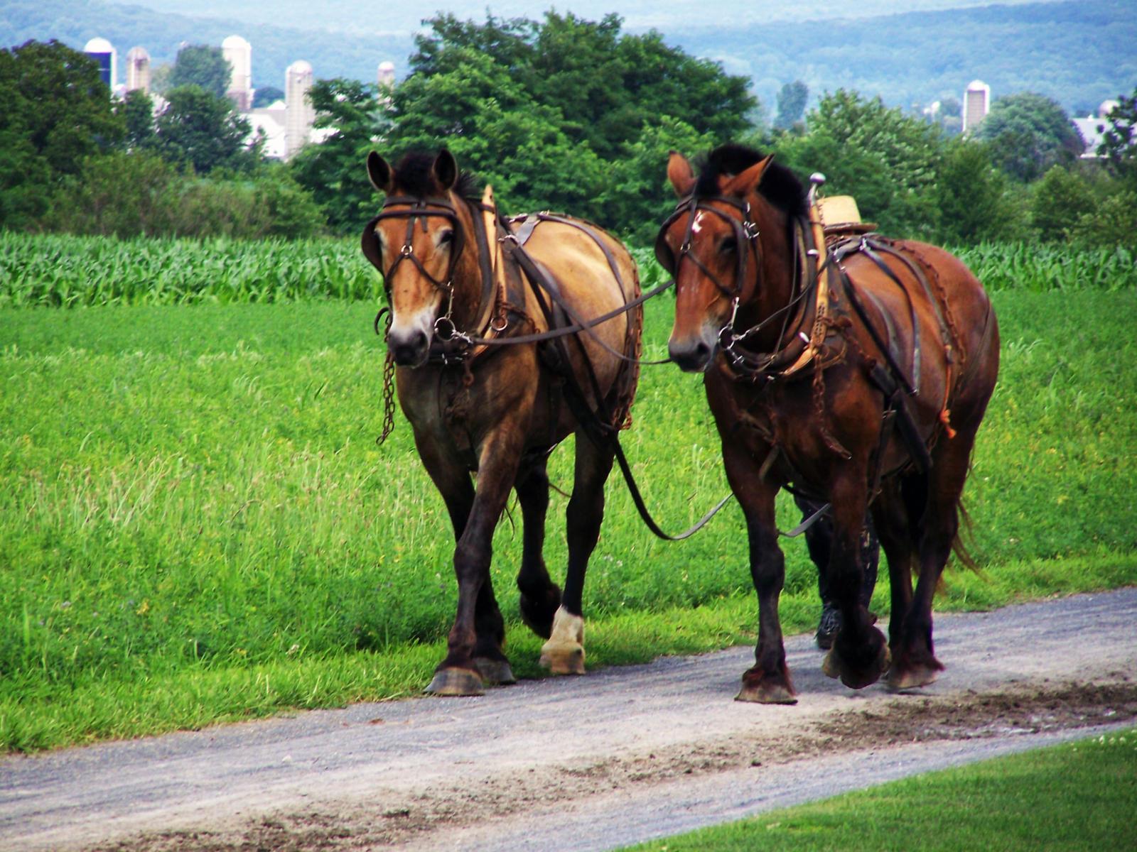 Very popular images: Amish Country