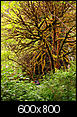 Forest Trees-redwood_maple.jpg