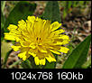 Weed-flowers and Wild-flowers Photos-img_2737cropsizesharp-1024x768.jpg