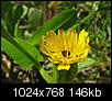 Weed-flowers and Wild-flowers Photos-img_2749cropsizesharp-1024x768.jpg