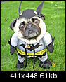 Cute Pictures Only.-906-batdog.jpg