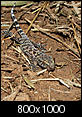 Snake/reptile photos-img_2059cropsizesharp-800x1000.jpg