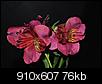 Flowers-1-3444444.jpg