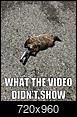 Maryland deputy shoots a groundhog that was "acting oddly" :(-ghog.jpg