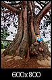 Redwoods in Oregon?-giant_sequoia_roseburg600.jpg