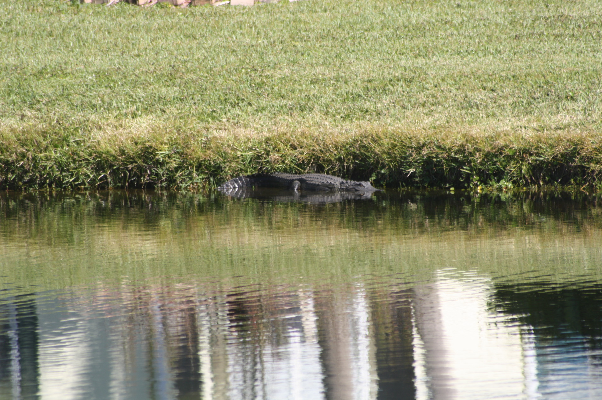 Alligators in Charlotte County (Sarasota, University 2014