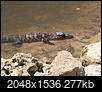 Alligators in Charlotte County-img_3576.jpg