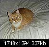 RIP Buster the Cat-615.jpg