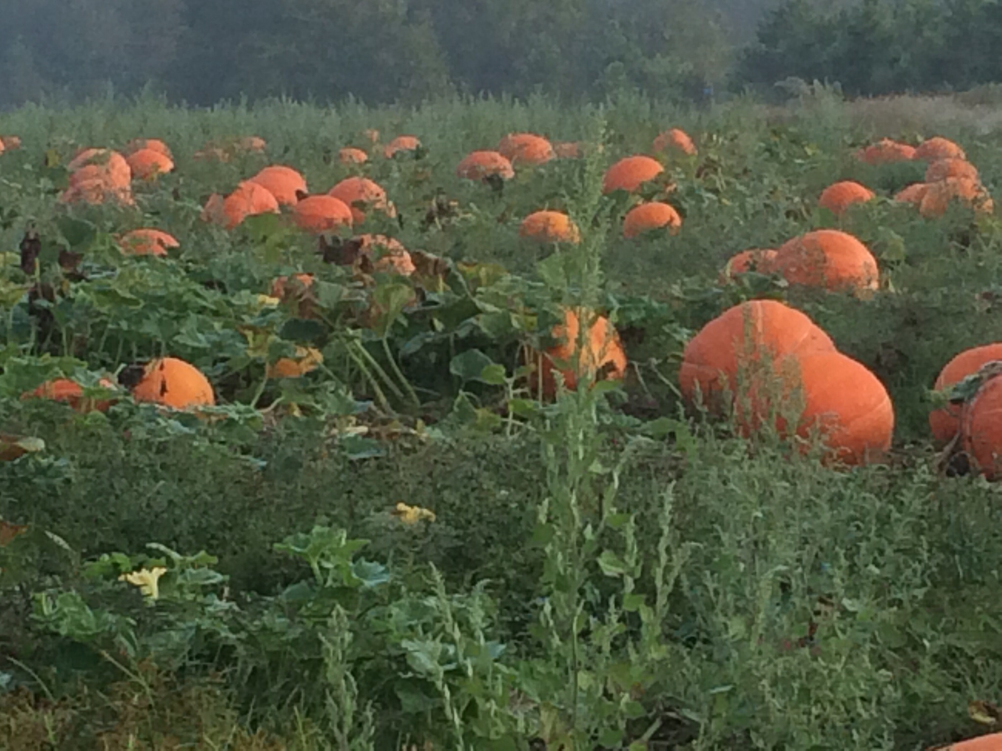 Pumpkin Patch Farm Nc