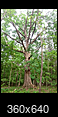 How to save a stately old tree from development...-image1.png