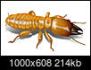 Bug ID Please-dampwood-termite.jpg