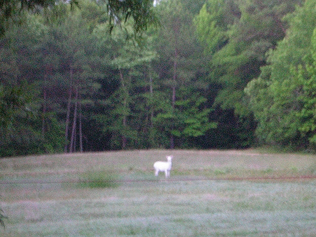 pure white albino deer
