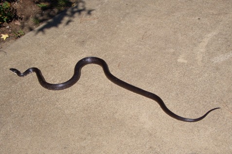 http://www.city-data.com/forum/attachments/raleigh-durham-chapel-hill-cary/24019d1216825294-found-my-first-snake-my-yard-snake.jpg