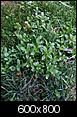 Lawn rescue & replacement- Wake Forest NC-photo-3.jpg