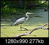 Photography & Artwork Photos - A place to post your personal photos-heron.jpg