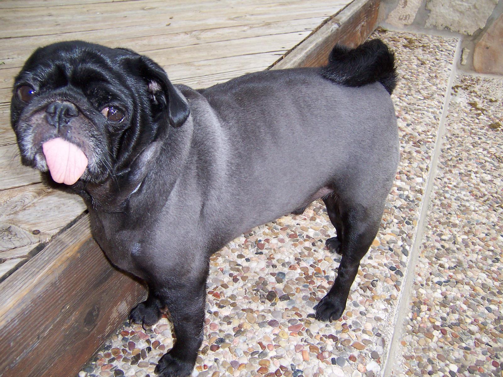Shaved Pugs 118