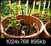 Blueberry, raspberry and blackberry plants (scuba steve)-dscf1374.jpg
