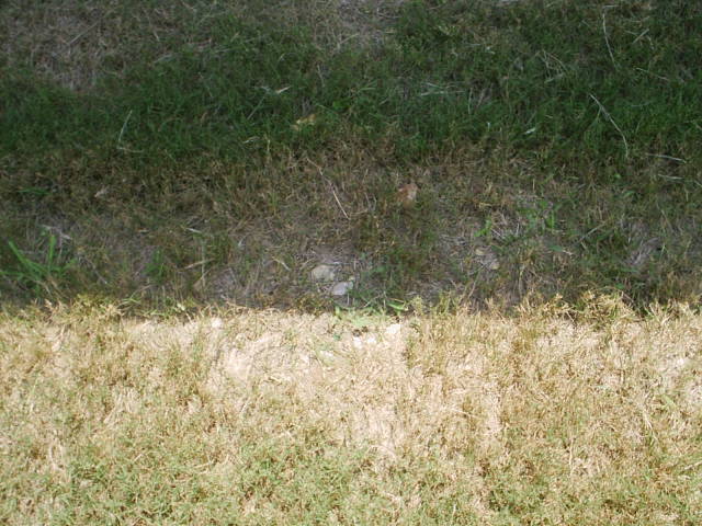 Bermuda grass problems