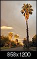 What is the tallest palm tree in San Antonio?-monticello-palms_1600.jpg