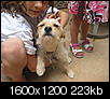 FOUND female hound mix dog near Alamo Heights-june0909-013.jpg