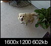 Found small dog near Potranco/151-img00008.jpg