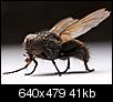 Tons of big flies in my house last night - half dead, half alive-mucha2.jpg