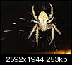 What spider is this and is it dangerous?-07182010041.jpg