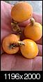 Which type of plant/fruit is this?-imag1383.jpg